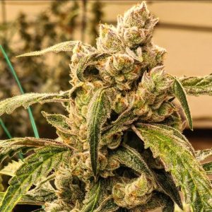 Ethos – Banana Jealousy IBL Auto (Feminized) (Autoflower) - Image 2