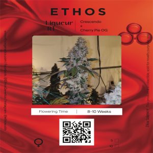 Ethos - Liqueur R1 (Feminized)