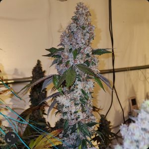 Ethos – Liqueur R1 (Feminized) - Image 2