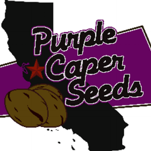 Purple Caper Seeds - Illegal Alien (Alien Technology BX) (Feminized)