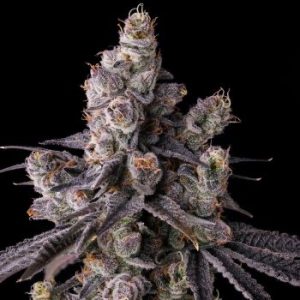 Compound Genetics – Mora Azul (Feminized)