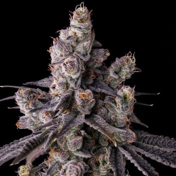 Compound Genetics – Mora Azul (Feminized)