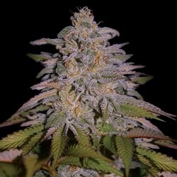 G13 Labs – Glazed Gushers (Feminized)