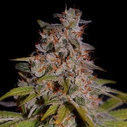 G13 Labs – Honey Papaya (Feminized)