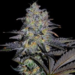 G13 Labs – Magnetic Marker (Feminized)