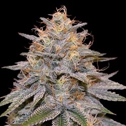 G13 Labs – Orange Frappe (Feminized)