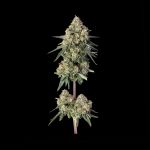 Happy Valley Genetics – Haze Burger (Feminized) - Image 2