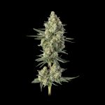 Happy Valley Genetics – Permanent Haze (Feminized) - Image 2