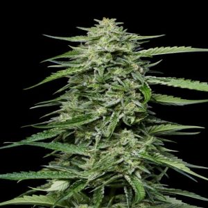 Humboldt Seed Co. – Blueberry Honey (Feminized)
