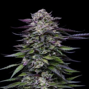 Humboldt Seed Co. – Candy Hustle (Feminized)