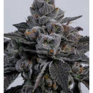 LIT Farms - Ozzy Osbourne (Feminized)