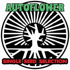 Single Seed Selection (Autoflower)