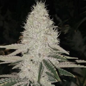 Ethos – Sun Dart R1 (Feminized) - Image 2