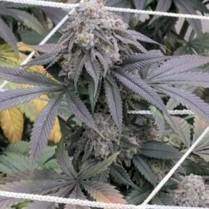 Hyphy Genetics – Purple Silverback (Feminized)