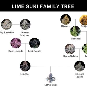 Umami Seed Co. - Lime Suki (Feminized) | Brotanical Gardens