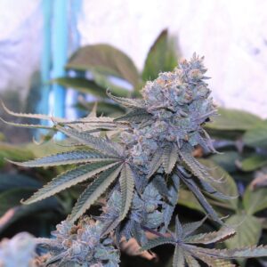 Umami Seed Co. - Lime Suki (Feminized) | Brotanical Gardens