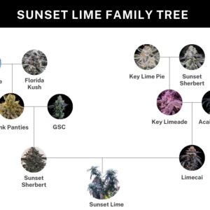 Umami Seed Co. - Sunset Lime (Feminized) | Brotanical Gardens