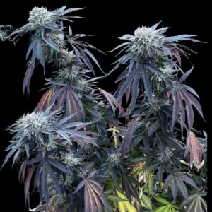 Umami Seed Co. - Sunset Lime (Feminized) | Brotanical Gardens