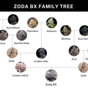 Umami Seed Co. - Zoda BX1 (Feminized) | Brotanical Gardens