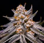 Lovin In Her Eyes – Boardwalk Bubba (Feminized)
