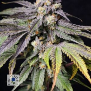 Lovin In Her Eyes - Medianoche (Feminized) | Brotanical Gardens