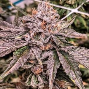 Umami Seed Co. – Zeltzer (Feminized)