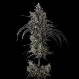 Umami Seed Co. – Zoda BX1 (Feminized)