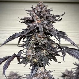 Umami Seed Co. – Zodaza (Feminized)