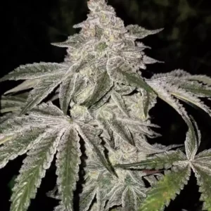 Ethos – Atomic Leisure R1 (Feminized) - Image 2