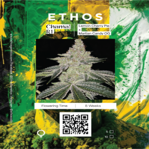 Ethos – Chama ! R1 (Feminized)