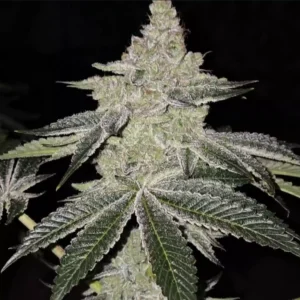 Ethos - Chama ! R1 (Feminized)