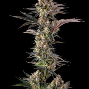 Compound Genetics - Tostones (Feminized)
