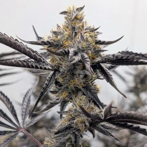 Umami Seed Co. - Kakashi (Feminized) | Brotanical Gardens