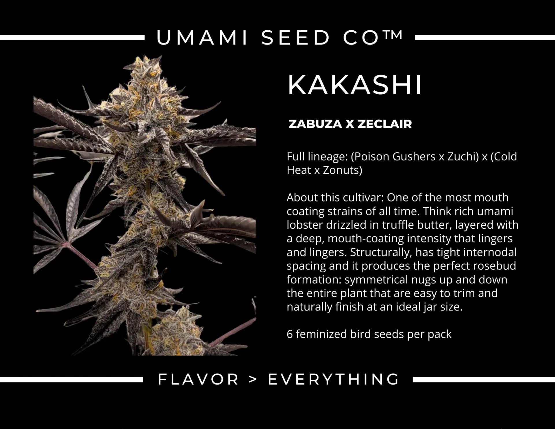 Umami Seed Co. – Kakashi (Feminized) - Image 2