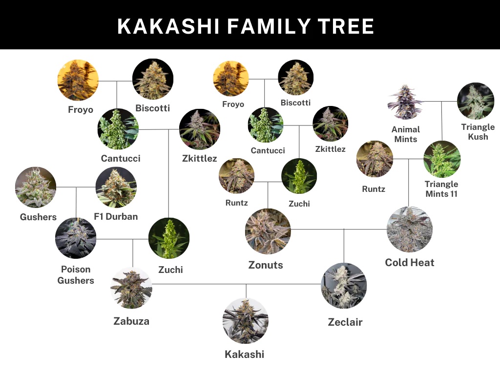 Umami Seed Co. – Kakashi (Feminized) - Image 3
