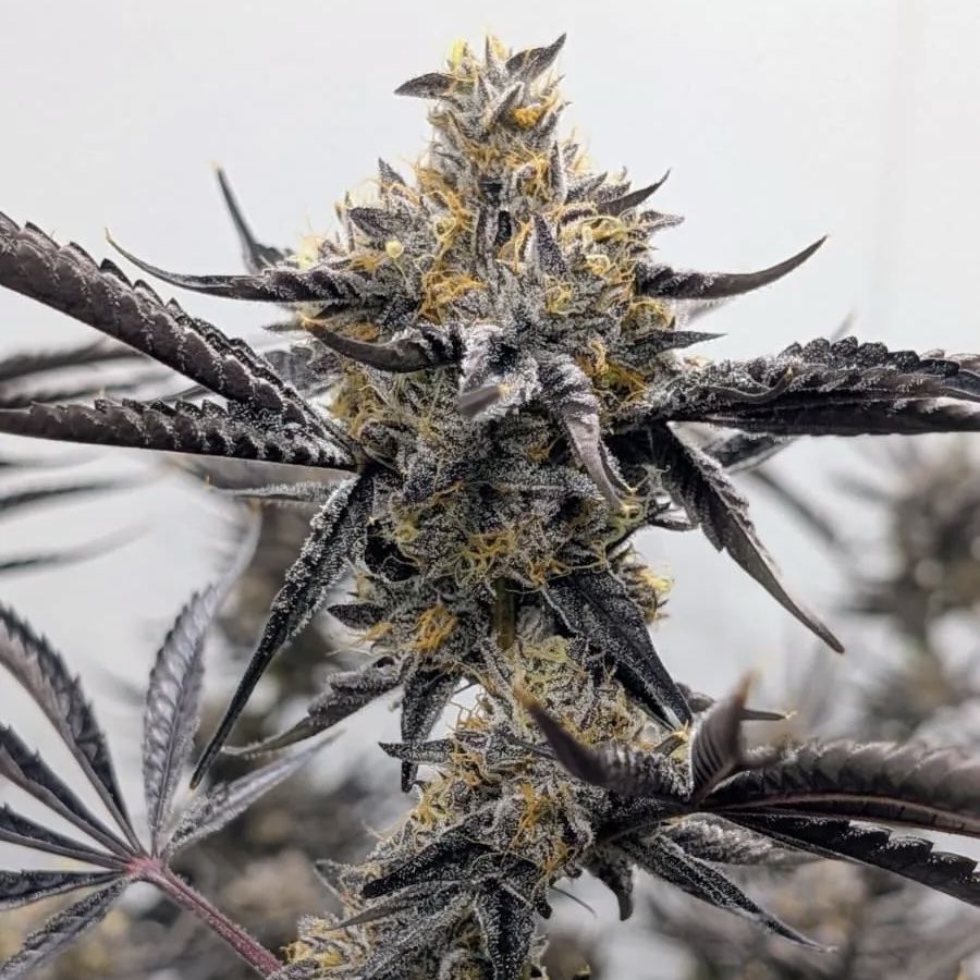 Umami Seed Co. – Kakashi (Feminized)