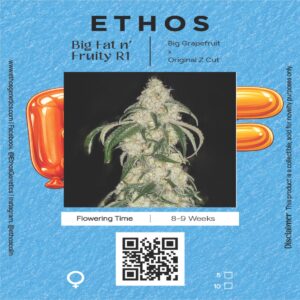 Ethos - Big Fat n' Fruity R1 (Feminized) | Brotanical Gardens