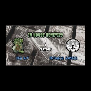 (Freebie) In House Genetics - ? x Platinum (Regular M/F)
