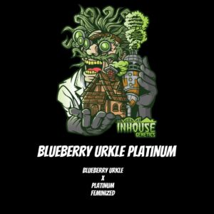 In House Genetics - Blueberry Urkle Platinum (Feminized)