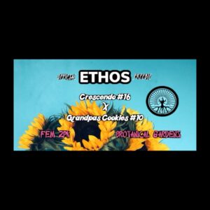(Freebie) Ethos - Crescendo #16 x Grandpas Cookies #10 (Feminized)