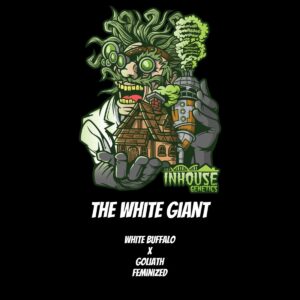 In House Genetics - The White Giant (Feminized)