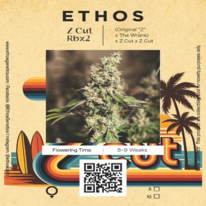 Ethos – Z Cut Rbx2 (Feminized)