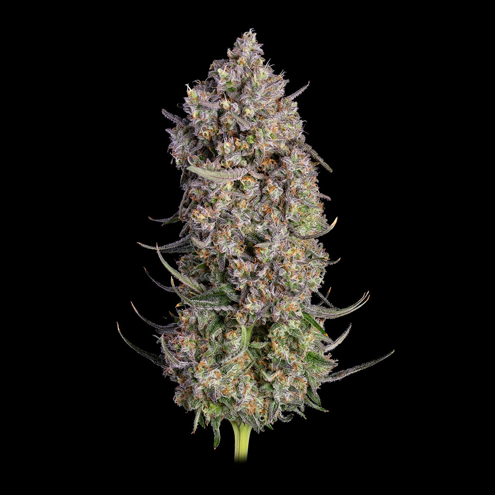 Happy Valley Genetics – Truffle Bomb (Feminized) - Image 2