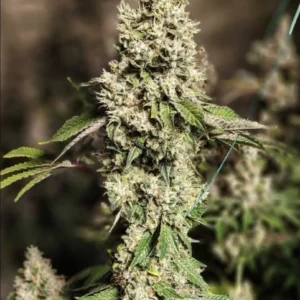 Ethos - Z Cut Rbx2 (Feminized) | Brotanical Gardens
