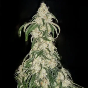 Ethos - Big Fat n' Fruity R1 (Feminized) | Brotanical Gardens