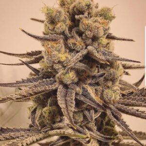 In House Genetics - Grape Marmalade (Feminized)