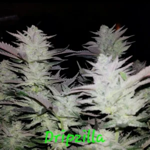 In House Genetics - Dripzilla (Feminized)
