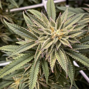 In House Genetics - Daddy MAC (Feminized)