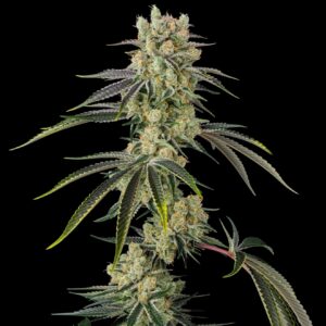 In House Genetics - Sugar D (Feminized)