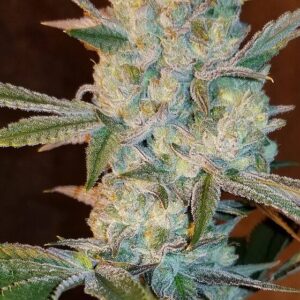 In House Genetics - The White Giant (Feminized)